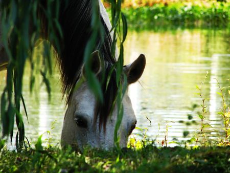 A white horse grazes by a pond under a willow tree.の写真素材