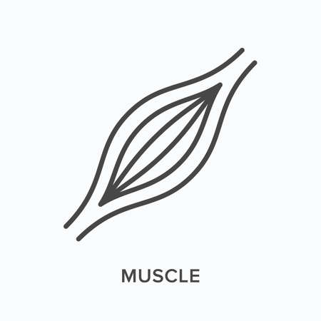 Muscle flat line icon. Vector outline illustration of human anatomy. Black thin linear pictogram for muscular systemのイラスト素材