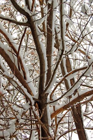 Blooming almond tree covered in snow.の写真素材