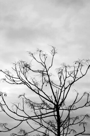 Leafless tree against a cloudy winter sky. Black and white.の写真素材