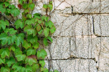 Green ivy growing on a cement brick wall. Force of nature concept.の写真素材