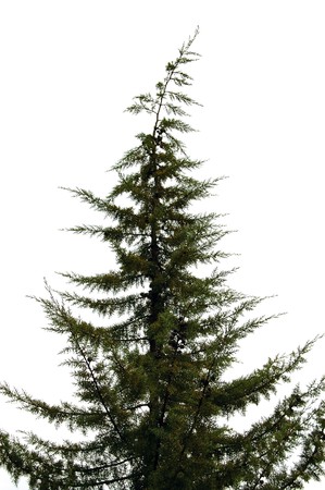 Pine tree silhouette isolated on white background.の写真素材