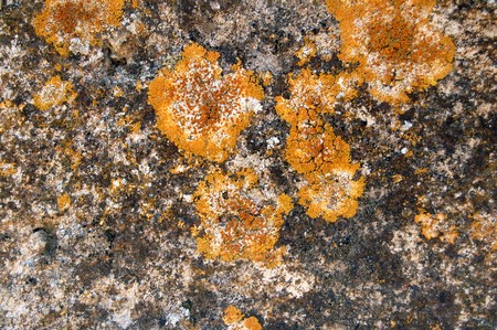 Weathered stone with yellow fungus. Abstract background.の写真素材