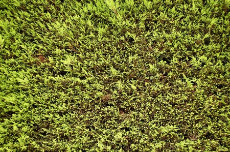 Fir tree background texture. Abstract natural pattern.の写真素材
