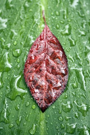 Green and red leaves with raindrops. Abstract natural background.の写真素材