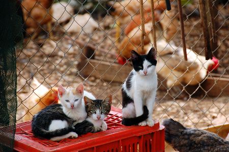 Cats and free range chicken at a farm.の写真素材