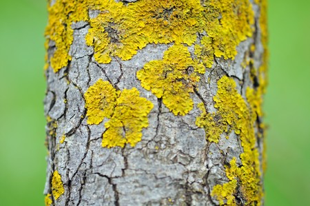 Close up of tree trunk with yellow moss fungus. Selective focus.の写真素材