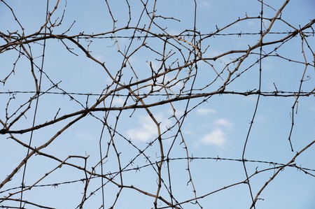Vine plant branches and barbed wire. Abstract background.の写真素材