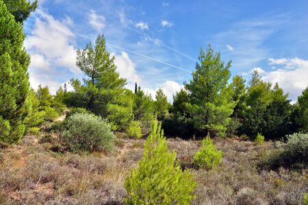Pine tree forest and blue sky on a sunny day.の写真素材