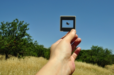Hand holding photographic slide picture frame and flying bird. Nature abstract.の写真素材