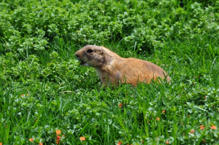 Prairie dog making a barking sound. Rodent animal among grass.の写真素材