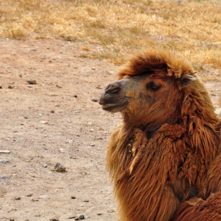 Bactrian camel closeup of critically endangered animal almost extinct in the wild.の写真素材