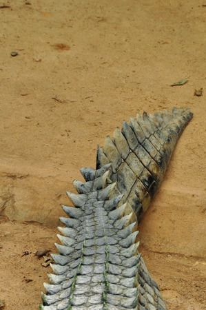Nile crocodile tail closeup. Wild reptile animal skin abstract background.の写真素材