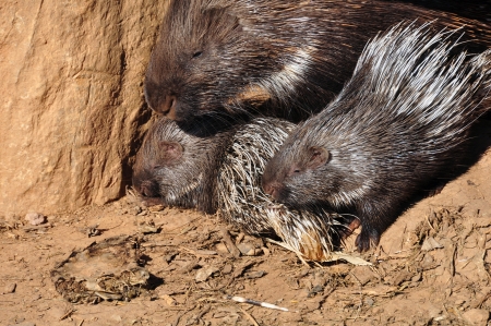  Indian crested porcupine family resting on a hot sunny day.の写真素材