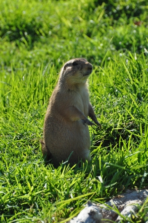 Black tailed prairie dog rodent animal standing on hind legs.の写真素材