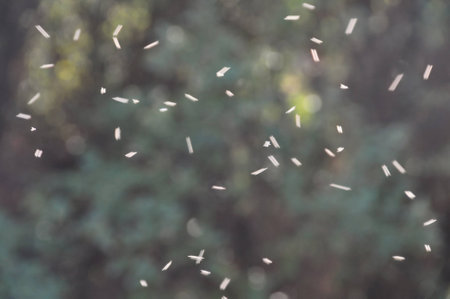 Swarm of small flies flying in circles through ray of light in forest. Abstract nature motion blur.の写真素材