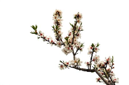 Almond tree branch with pink flowers green leaves and buds on white background.の写真素材