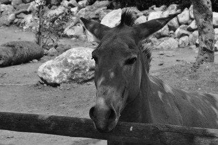 Somali wild ass endangered animal portrait. Black and white.の写真素材