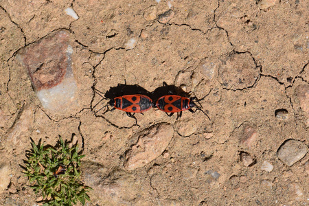 Two firebug red insects mating and walking backwards. Spring nature macro.
