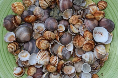 Seashells abstract sea and summer natural background.