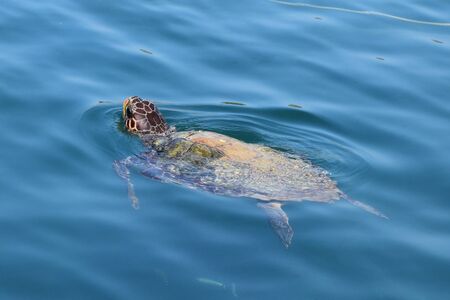 Caretta-caretta loggerhead sea turtle coming up for air. Endangered animal, Zakynthos Greece.の写真素材