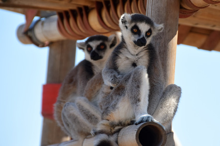 Two ring-tailed lemurs endangered wild animal from Madagascar.