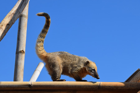 Ring tailed coati with long tail. Wild animal.の写真素材