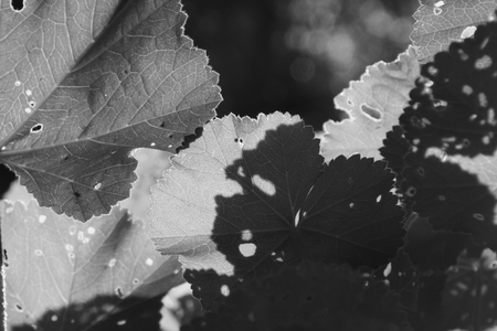 Mallow plant leaves with tiny holes. Leaf closeup abstract light and shadow black and white.の写真素材