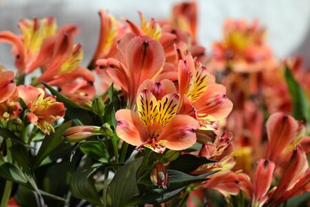 Alstroemeria peruvian lily flowering plant in bloom. Springtime nature background.の写真素材