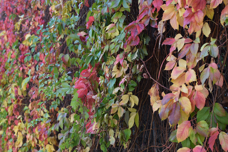 Colorful vine leaves abstract background. Autumn nature.