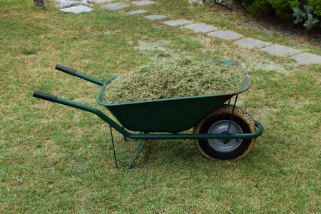 Wheelbarrow full of cut grass on green garden lawn.の写真素材