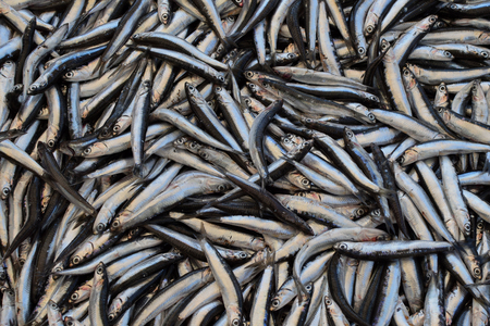 Sprat small forage fish for sale at street market.の写真素材