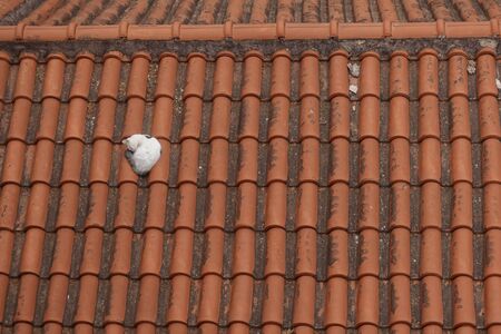 Curled up cat sleeping on red roof tiles of an old house.の写真素材