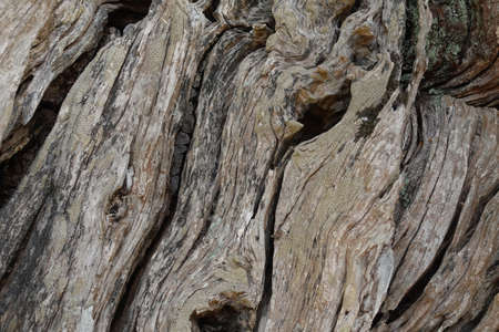 Old textured olive tree trunk. Wood background abstract nature.