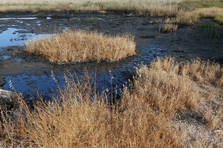 Natural tar asphalt pit in a swamp. Crude oil lake.