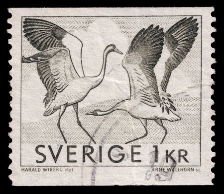 Crane birds mating dance vintage illustration on postmarked postage stamp printed in Sweden circa 1968.の写真素材