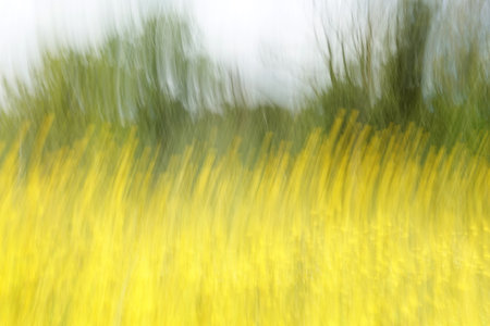 Color field of yellow flowers and trees abstract motion blur impressionist landscape. Intentional camera movement.の写真素材