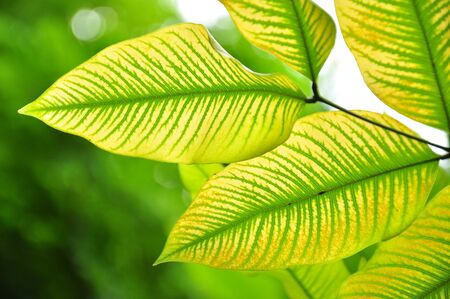 green leaf pattern