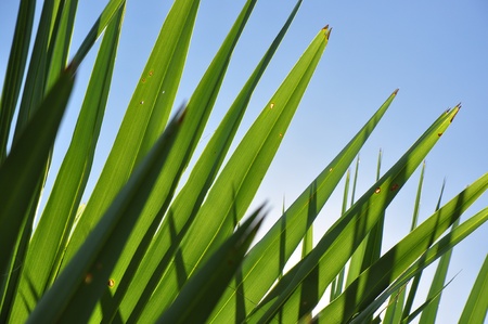 green leaf pattern