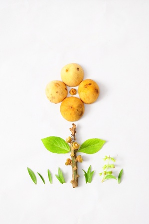 fruit artの写真素材