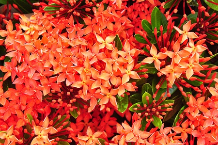 red flower