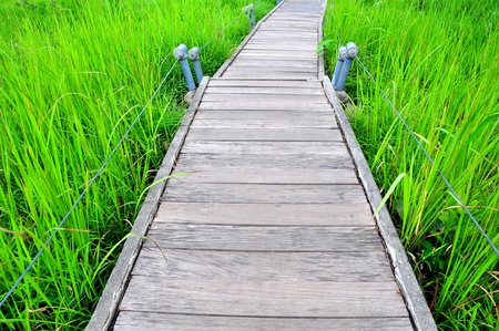 cement footpath on green fieldの写真素材