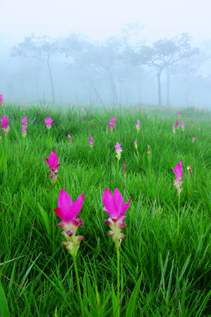 green field and flowerの写真素材