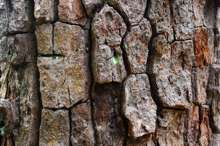 wood patternの写真素材