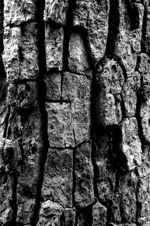 wood patternの写真素材