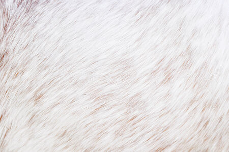 white fur horse