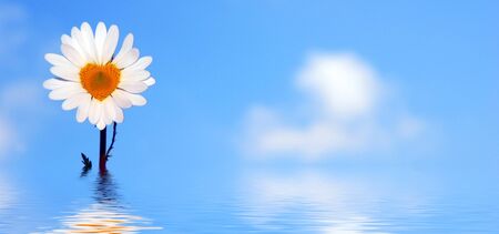 Daisy flower shaped heart at bottom of sky and waterの写真素材