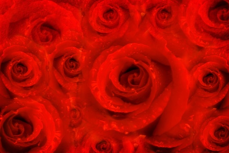 card rose flowers in a red passion backgroundの写真素材