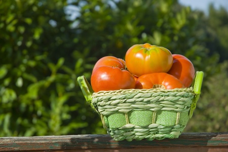 organic tomatoes in a basket on the fieldの写真素材