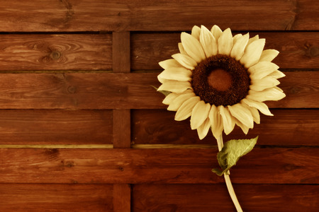 sunflower on old style wooden wall with space for writing textの写真素材